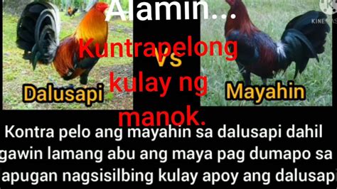 KONTRAPELONG KULAY NG MANOK LINYADA NG MAMAY.